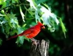 Kentucky state bird the northern cardinal illustrates story of DOJ investigating Kentucky's mental health system